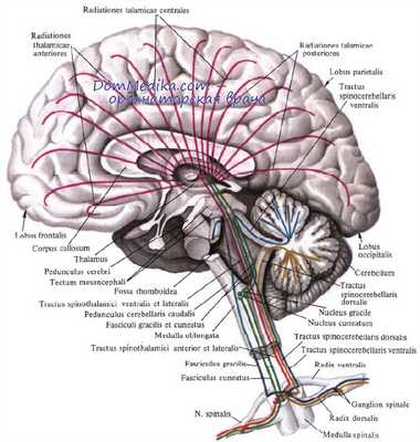 проводящие пути среднего мозга