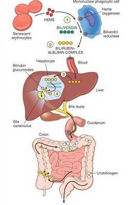 Механизм развития синдрома Жильбера