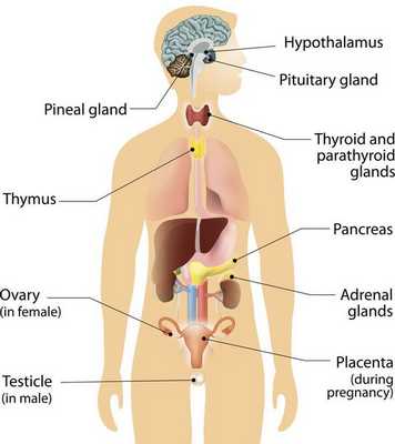 Нейроэндокринная система