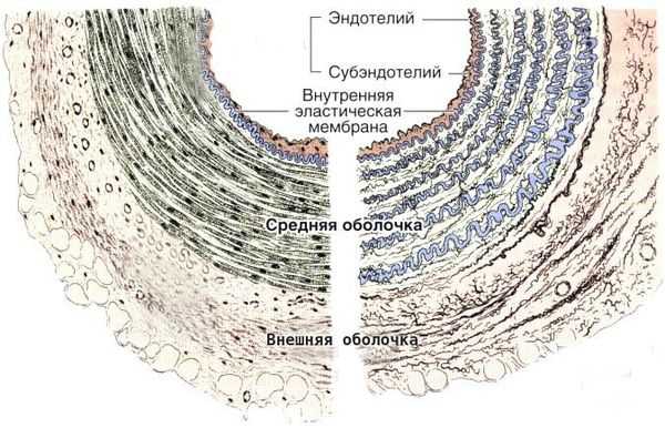 Строение сосудистой стенки