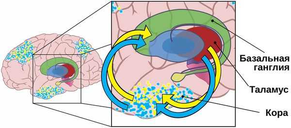 Базальные ганглии, таламус и кора головного мозга