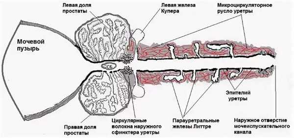 Железы Купера