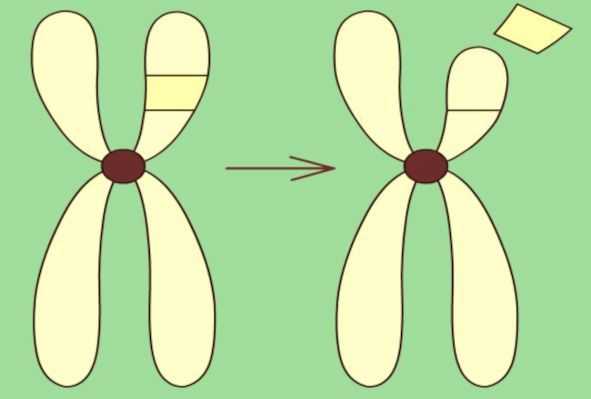 Делеция хромосомы