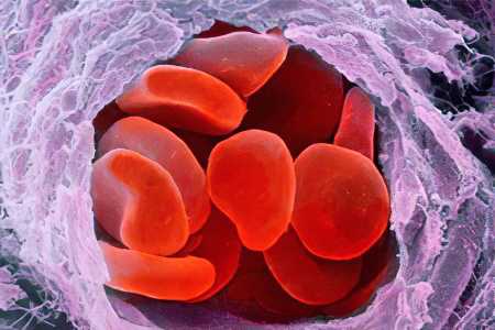 В чём отличительная особенность