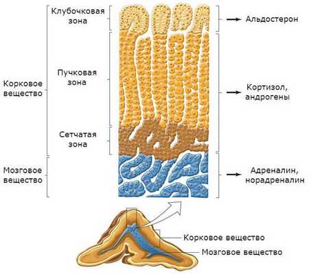Альдостерома