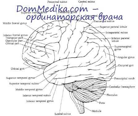 гипотеза пенфилда