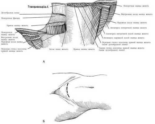 Передняя стенка влагалища прямой мышцы живота формируется при слиянии апоневрозов мышц передней брюшной стенки