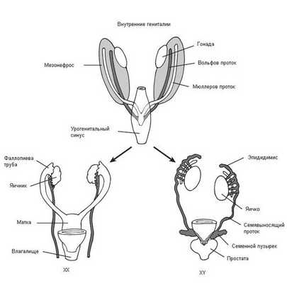 Формирование женской и мужской половых систем