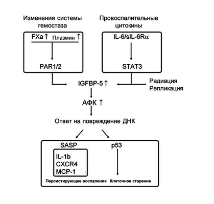 Хроническое воспаление при старении