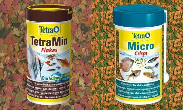 Афиохаракс рубиновый