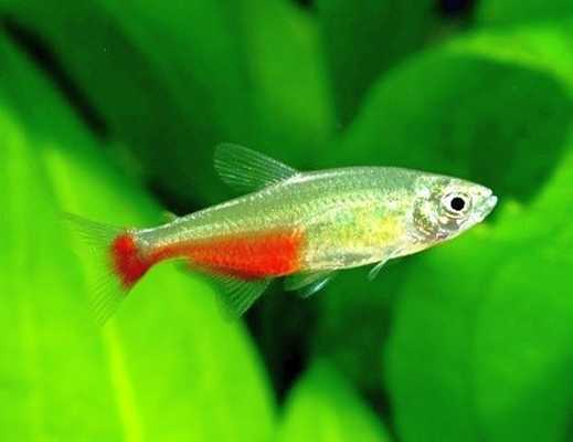 Афиохаракс Ратбуна или рубиновый