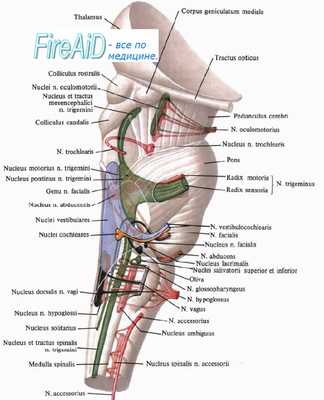 ядра черепных нервов - моста мозга