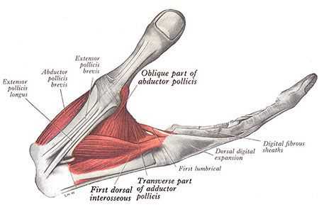 Мышцы большого пальца