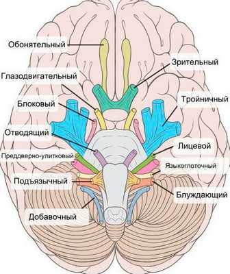 Черепные нервы