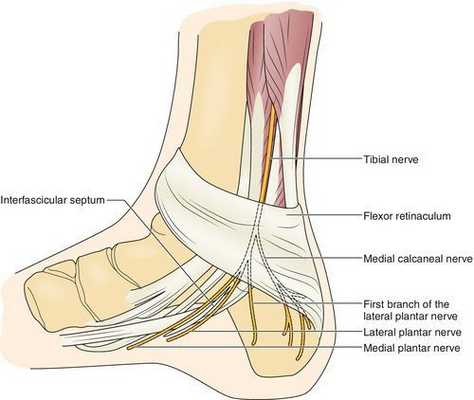 Тарзальный канал