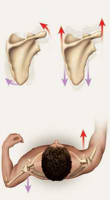 При диагностике биомеханики плеча объём движений лопатки и плечевого сустава при плечелопаточном периартрозе (адгезивном капсулите) резко ограничен из-за мышечной боли.