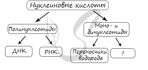 Задание ЕГЭ по биологии