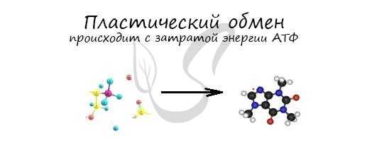Пластической обмен