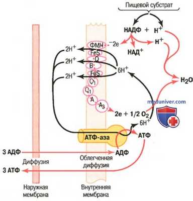 Образование АТФ через хемоосмотический механизм. Образование и синтез АТФ