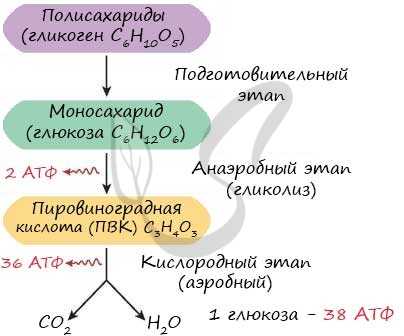 Энергетический обмен