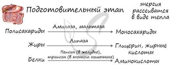 Этапы энергетического обмена веществ