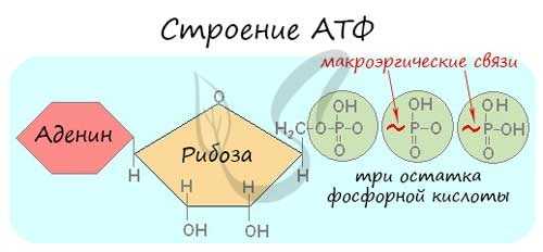 Строение АТФ