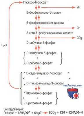 Высвобождение энергии из глюкозы через пентозофосфатный цикл. Превращение глюкозы в жиры