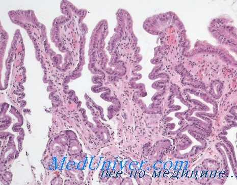 синтез глюкокортикоидов