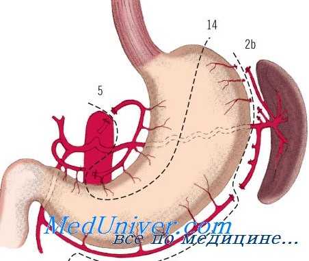предрак желудка