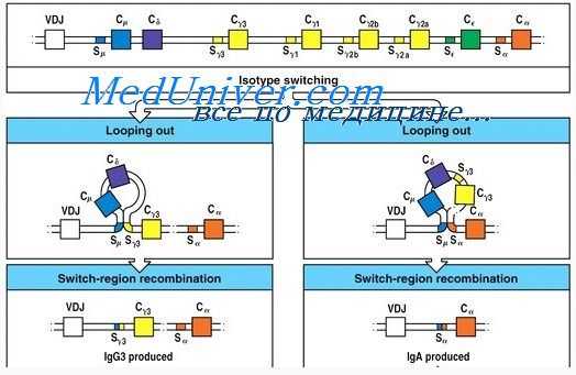 синтез иммуноглобулинов