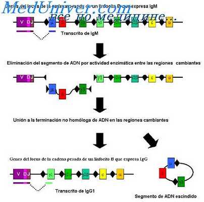 места образования антител