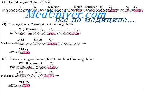 гены иммуноглобулинов