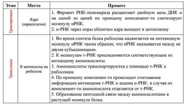 Этапы биосинтеза белка: транскрипция и трансляция