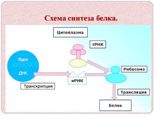 Этапы биосинтеза белка: транскрипция и трансляция