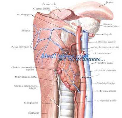 Синтопия щитовидной железы. Кровоснабжение щитовидной железы. Сосуды щитовидной железы. Иннервация щитовидной железы. Нервы щитовидной железы.