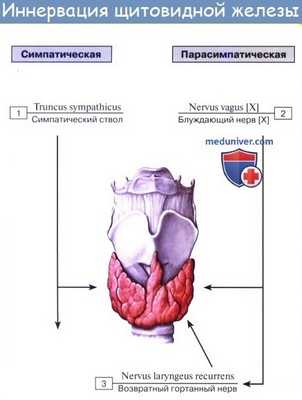 Анатомия : Схема иннервации щитовидной железы