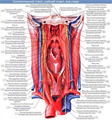 Развитие щитовидной железы. Сосуды ( кровоснабжение ) щитовидной железы. Нервы ( иннервация ) щитовидной железы.