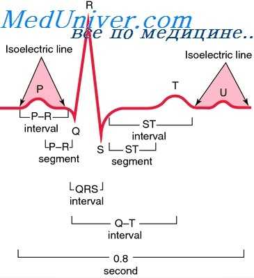 кардиомиоциты