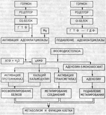 Механизм опосредования гормонального стимула системой аденилатциклаза-цАМФ.