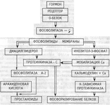 Механизм опосредования гормонального стимула системой фосфолипаза С — инозитол-3-фосфат. Пояснения в тексте.