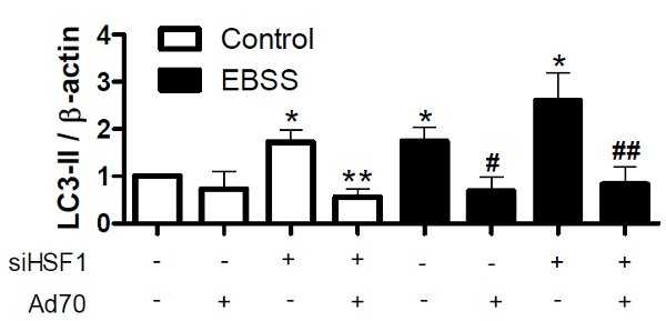Рис. 2. Аутофагия зависит от активности HSP70 и его регулятора - HSF-1