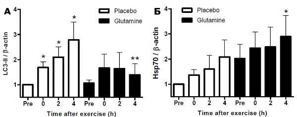 Рис. 3. Аутофагия и уровень HSP70 в мононуклеарных клетках крови добровольцев после физической нагрузки