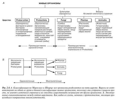 Классификация по Маргелису и Шварцу: все организмы разделяются на пять царств