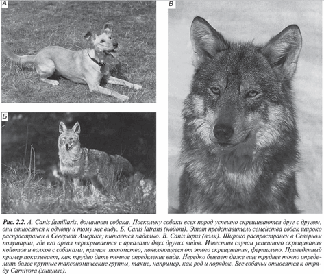 домашняя собака, койот, волк