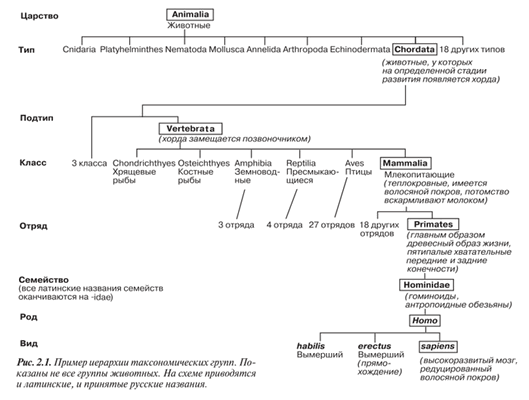 Таксономическая иерархия
