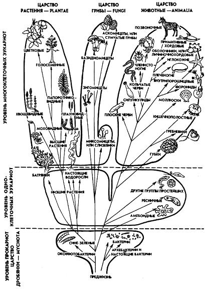 Филогенетические отношения между основными группами живых организмов