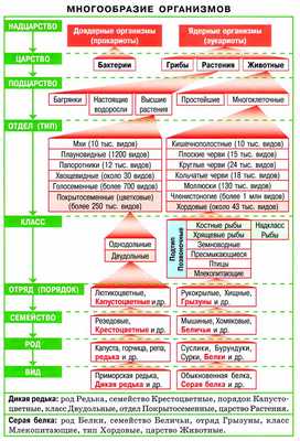 многообразие организмов