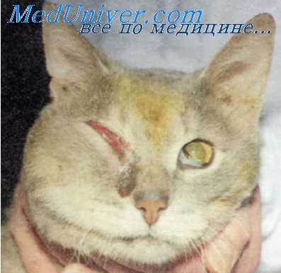 антибиотики в ветеринарии