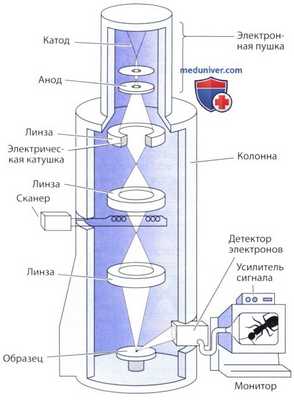 сканирующая электронная микроскопия