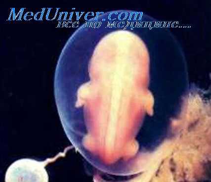 развитие конечностей